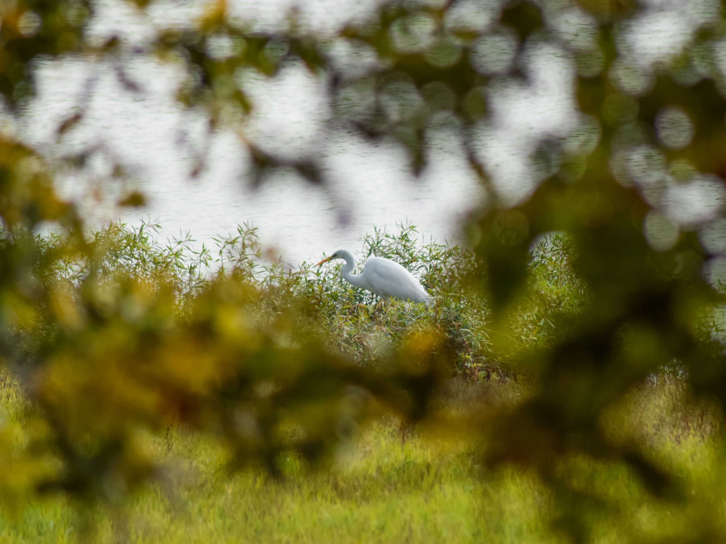Grande Aigrette blanche vue à travers des branchages au bord du lac de Grand-Lieu