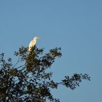 Grande Aigrette perchée en haut d'un arbre