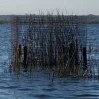 Exclos installé sur le lac de Grand-Lieu par la SNPN pour protéger la végétation