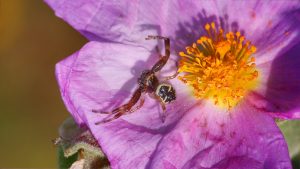 Thomise napoléon araignée sur fleur rose