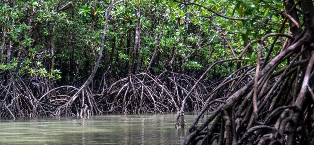 Photo de mangroves