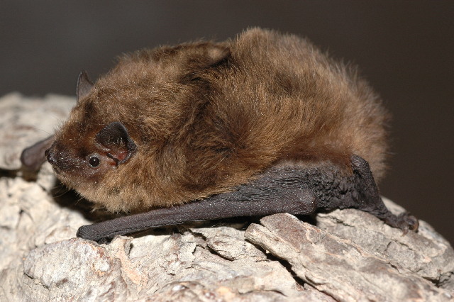 Pipistrelle pygmée