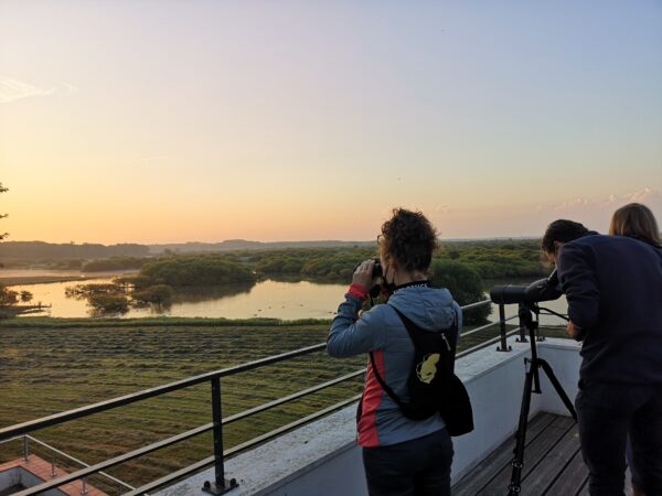 Visite à l'aube du lac de Grand-Lieu en été pour observer les oiseaux depuis le Pavillon