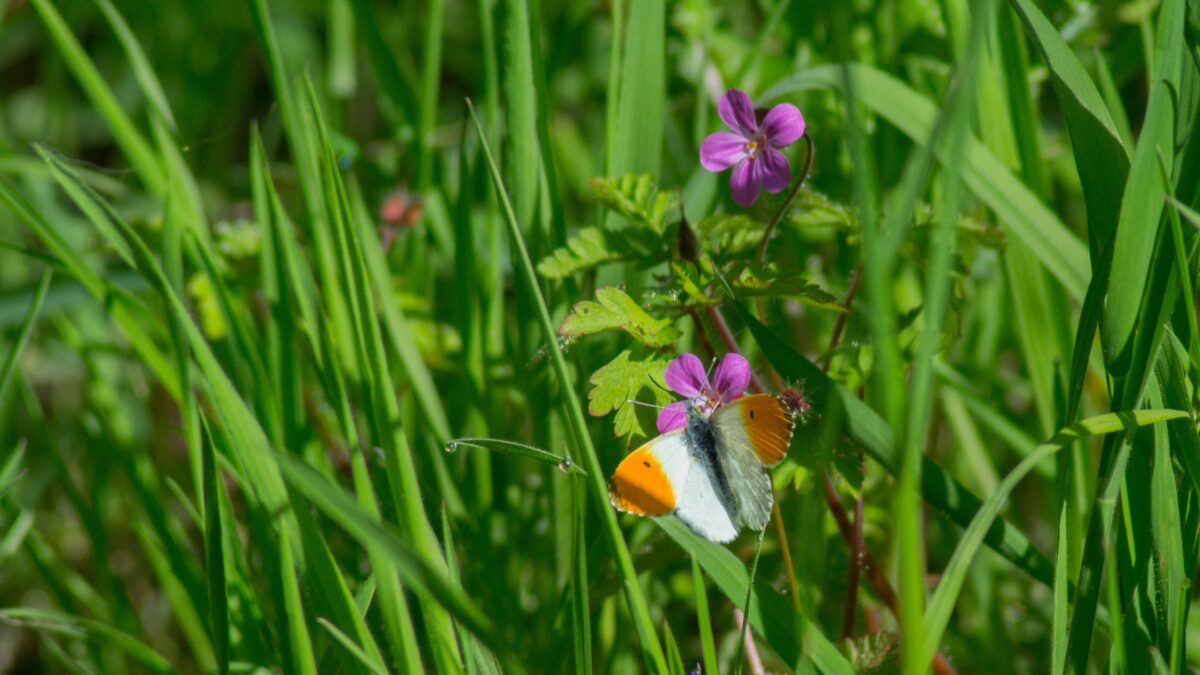 Aurore, papillon présent près du lac de Grand-Lieu au printemps
