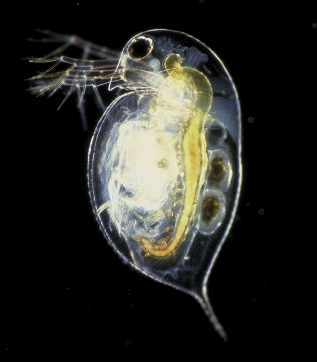 Daphnie, un crustacé filtreur de phytoplancton