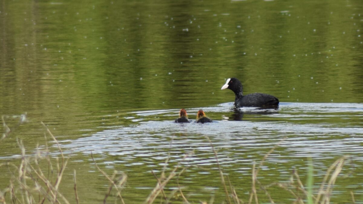 Foulque macroule et ses petits, oiseau présent près du lac de Grand-Lieu au printemps