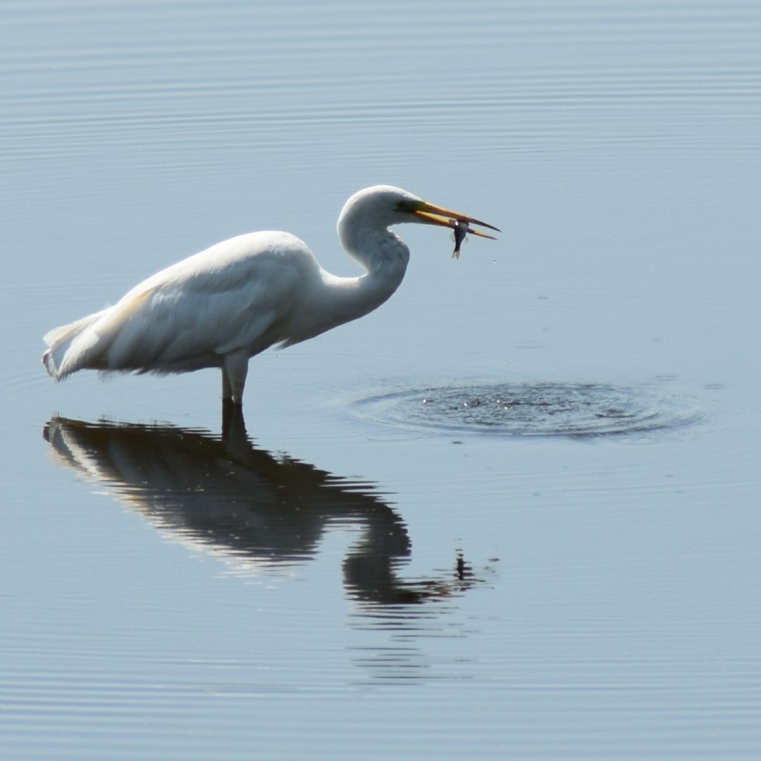 Héron cendré, oiseau qui se nourrit sur le lac de Grand-Lieu au printemps