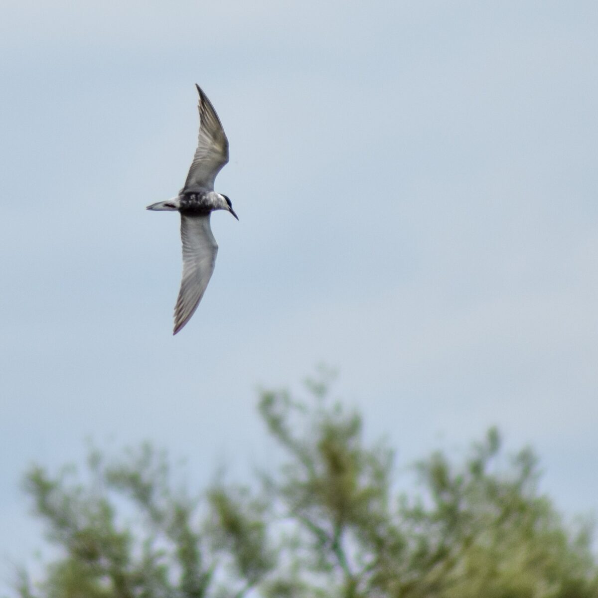 Guifette moustac en vol au dessus du lac de Grand-Lieu au printemps