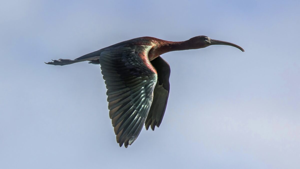 Ibis falcinelle en vol, oiseau présent près du lac de Grand-Lieu au printemps