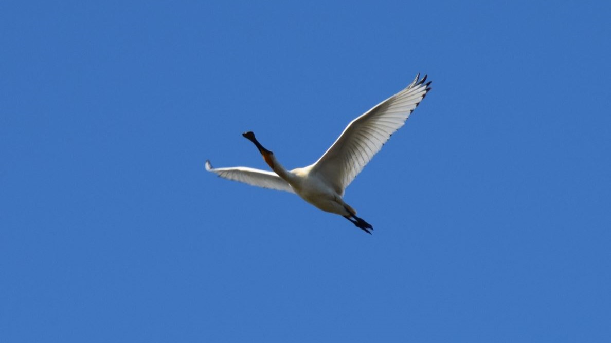 Spatule blanche en vol, oiseau présent près du lac de Grand-Lieu au printemps