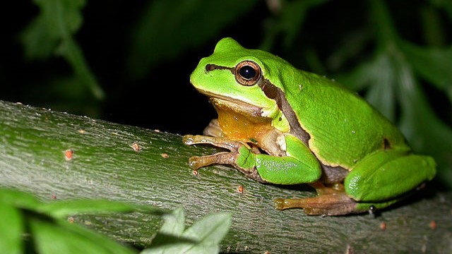 Rainette verte, grenouille présente près du lac de Grand-Lieu au printemps