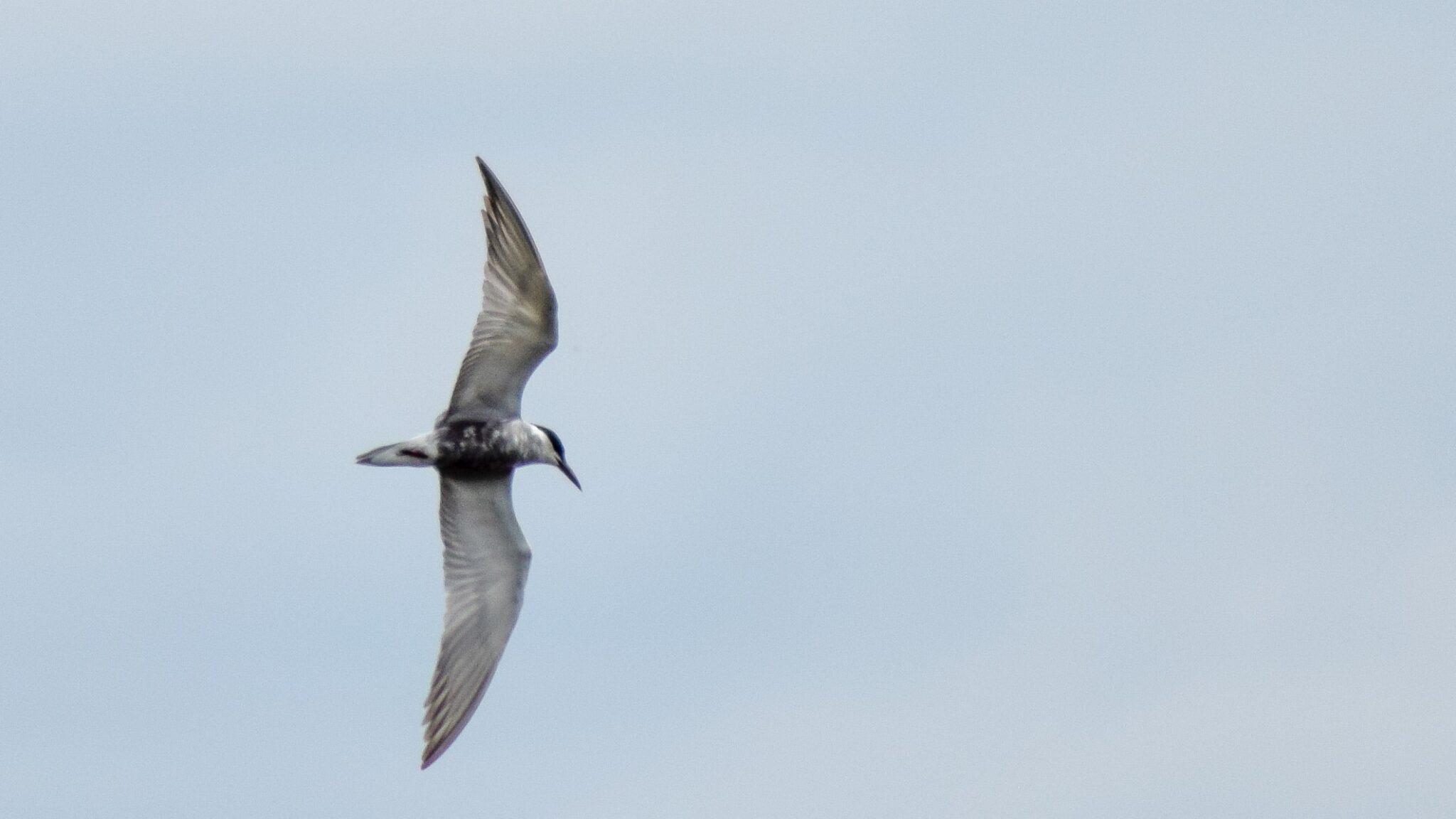 Une Guifette moustac qui vole au dessus du lac de Grand-Lieu