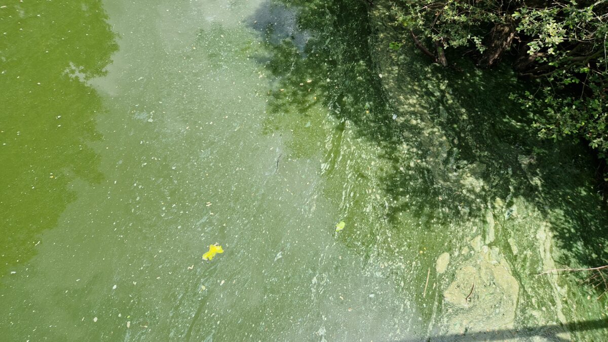 Des cyanobactéries à la surface de l'eau du lac de Grand-Lieu en été ©MDL
