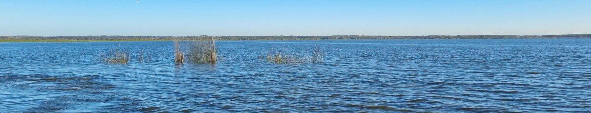 Joncs des tonneliers sur le lac de Grand-Lieu ©MDL