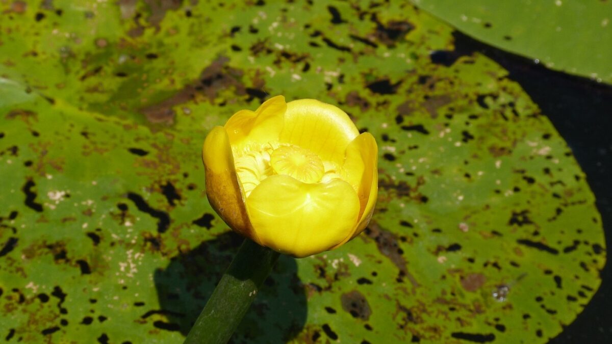 Nénuphar jaune sur les herbiers flottants ©MDL