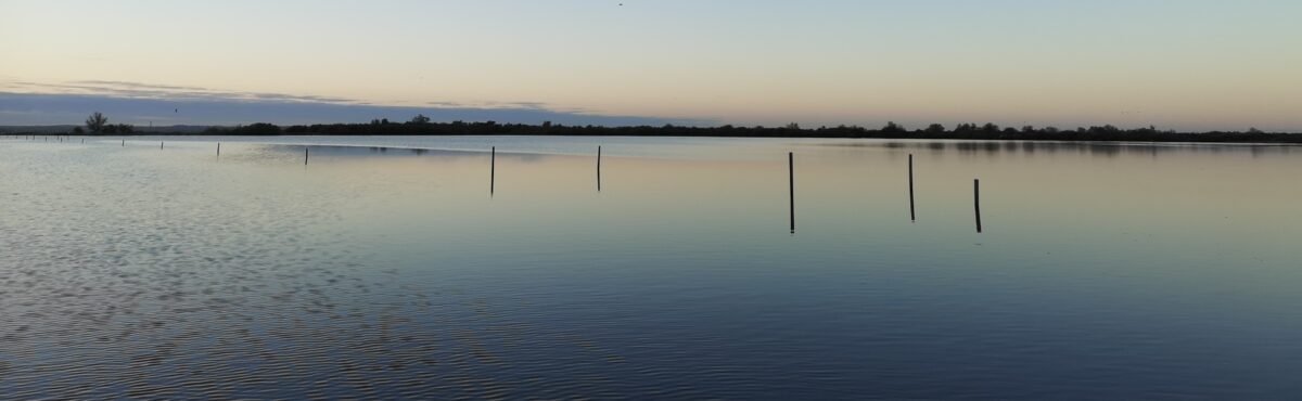 Les eaux libres du lac de Grand-Lieu