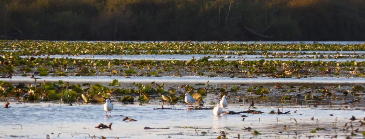 Des tapis de nénuphars recouvrent le lac de Grand-Lieu ©MDL
