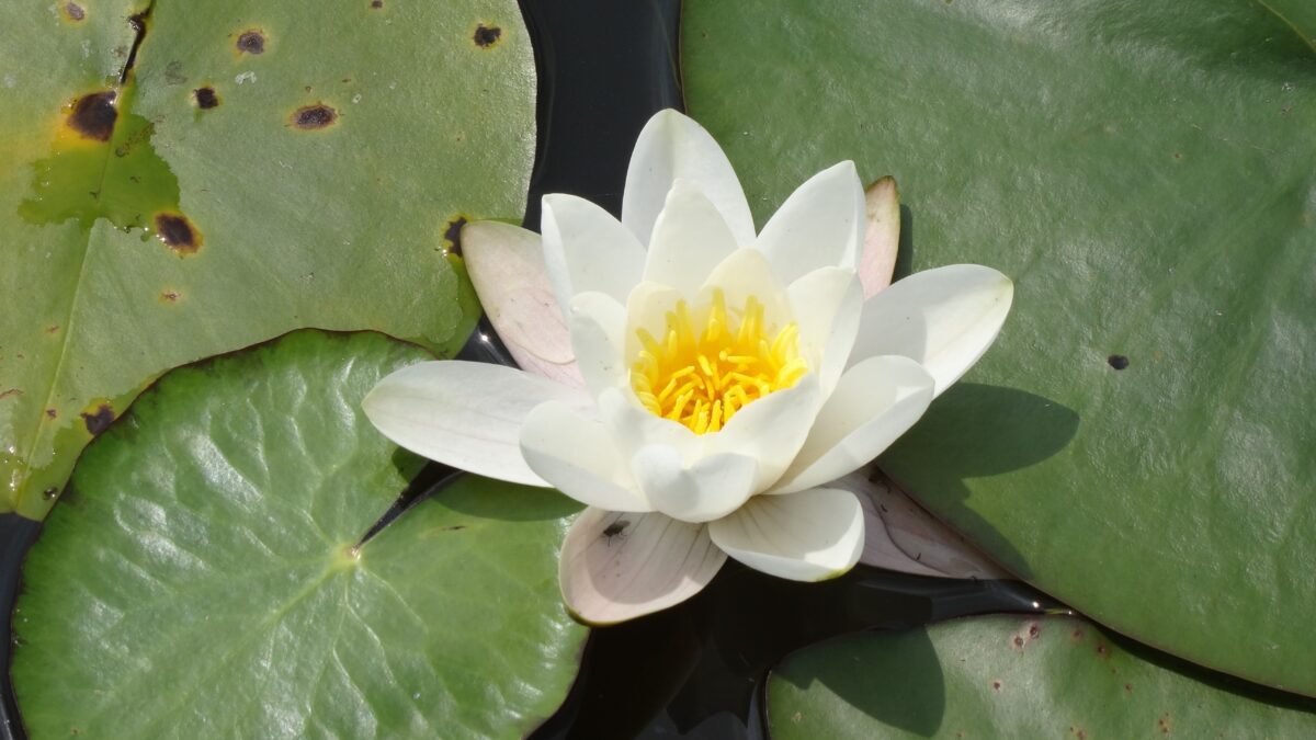 Nénuphar blanc sur les herbiers flottants du lac de Grand-Lieu ©MDL