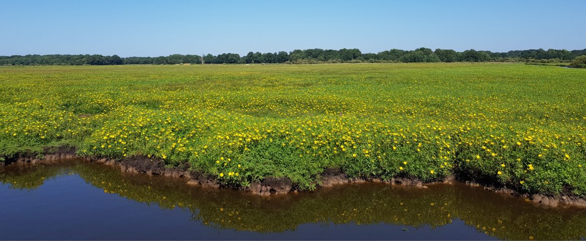 Des prairies humides colonisées par les jussies ©MDL