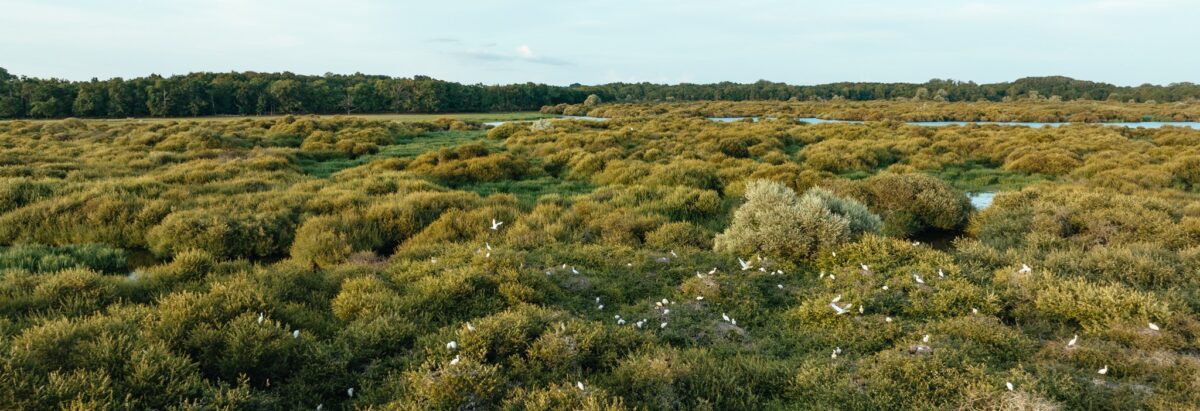 Les roselières boisées, un refuge privilégié pour les grands échassiers ©J.Jéhanin