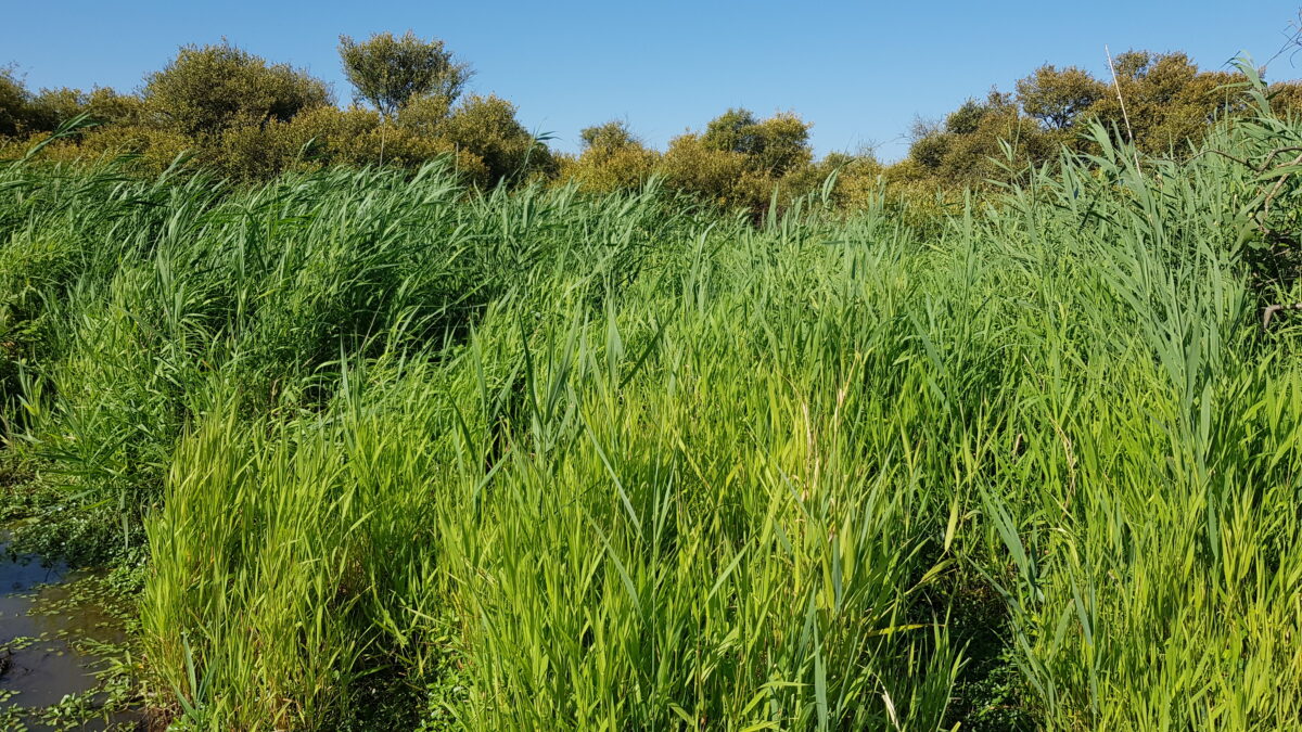 Roseaux communs et saules dans la roselière boisée du lac de Grand-Lieu ©MDL