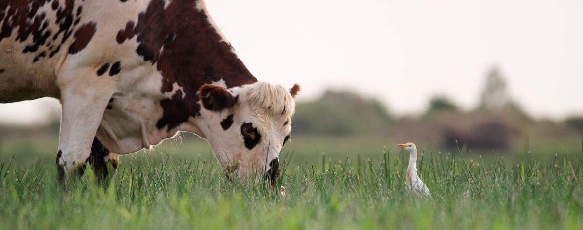 Une vache pâture sur les prairies humides de Saint-Lumine-de-Coutais ©C.Bourgeteau