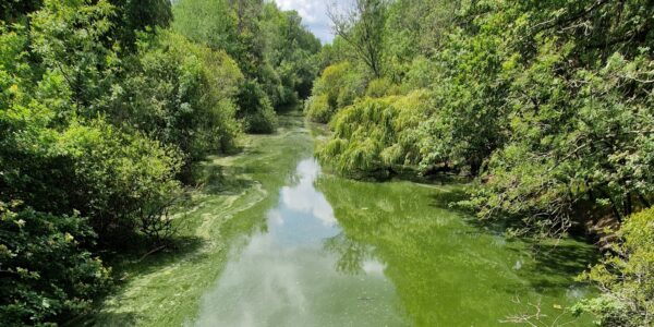 Eutrophisation du lac de Grand-Lieu (canal de l'Étier) ©MDL