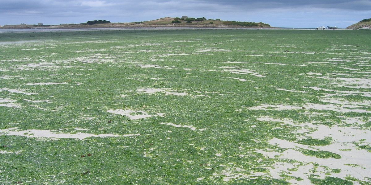 Marée verte dans le nord du Finistère ©wikicommons