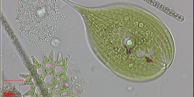 Phytoplancton ©A. Pannard