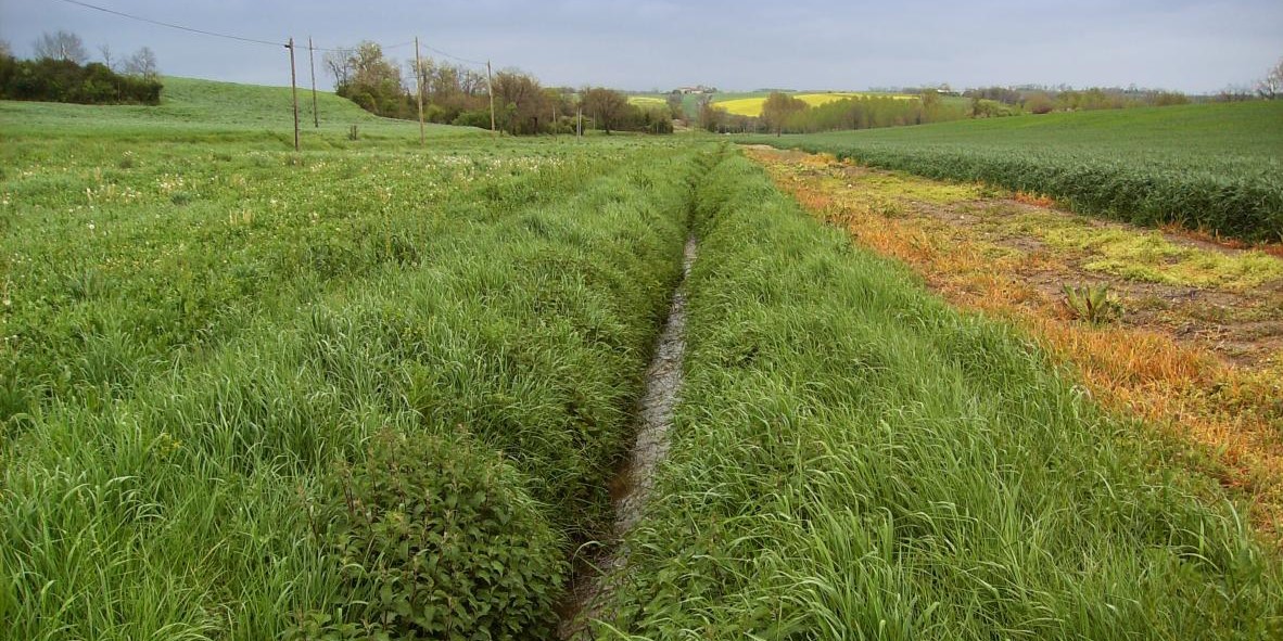 Bandes enherbées pour éviter l'eutrophisation d’un cours d’eau