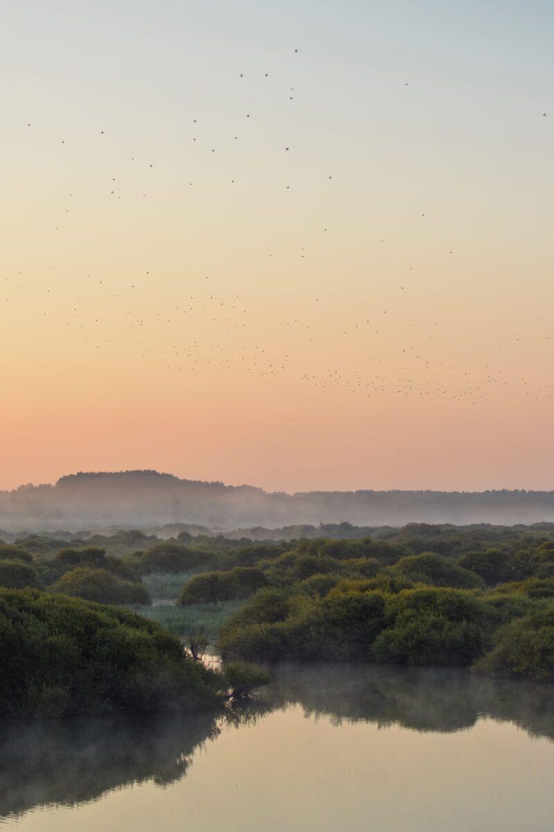 Aube - Lac de Grand-Lieu © M. Montoux