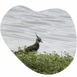 Vanneau huppé ©MDL