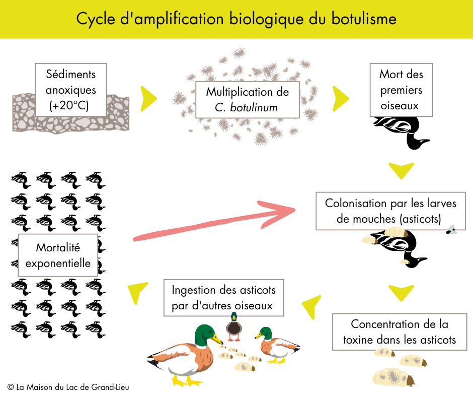 Le cycle d'amplification biologique du botulisme ©MDL